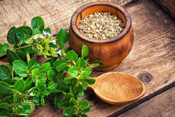 تصویر 4 از قیمت خرید پونه خشک کوهی با فروش عمده